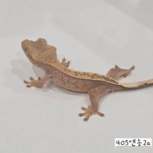 Hypo