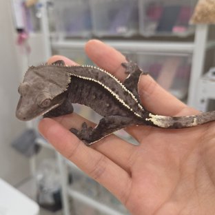 Axanthic