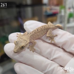 달마시안