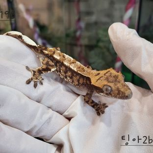 트라이 익스트림할리퀸 드리피 카푸치노