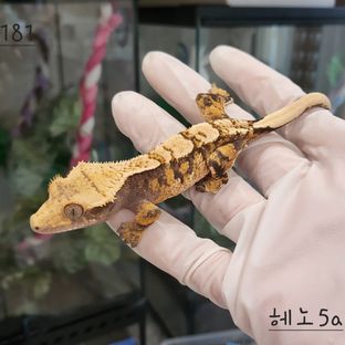 드리피 트라이 익스트림할리퀸