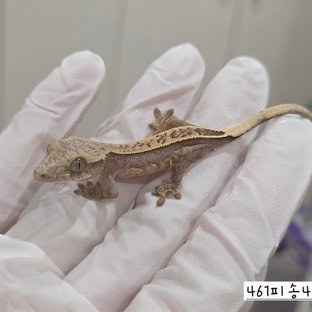 461피송4a
