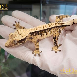 익스트림할리퀸 트라이 핀스트라이프