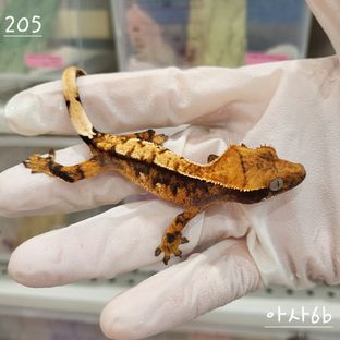 트라이 익스트림할리퀸