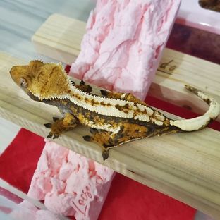 헤라