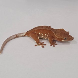 블라썸