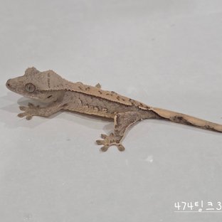 474팅크3a