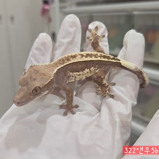 322앤무4b