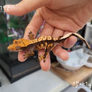 트라이 익스트림할리퀸 카푸치노