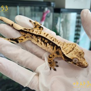 익스트림할리퀸 트라이 핀스트라이프