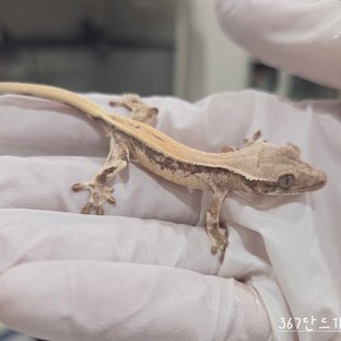 367단드1b