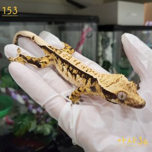 익스트림할리퀸 트라이 핀스트라이프