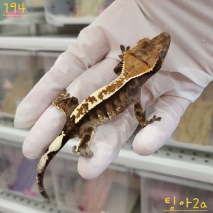 카푸치노 트라이 익스트림할리퀸 핀스트라이프