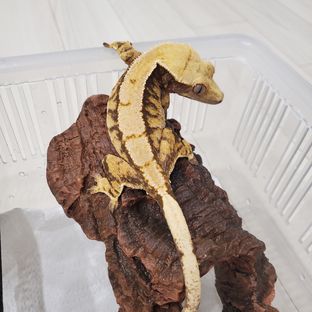 사하라