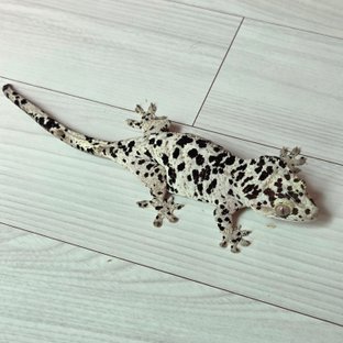 삼순이