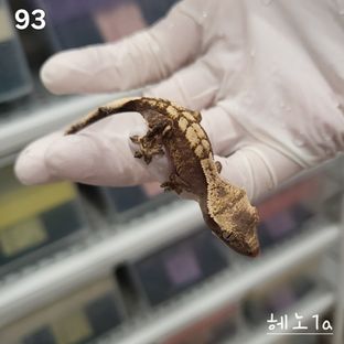 헤노1a