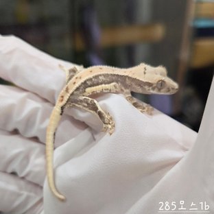 릴리100%헷아잔틱