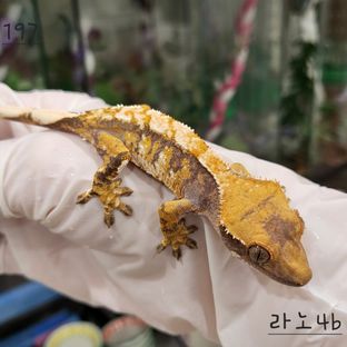 트라이 익스트림할리퀸