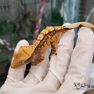 익스트림할리퀸 텐저린