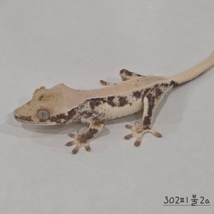 302피불2a