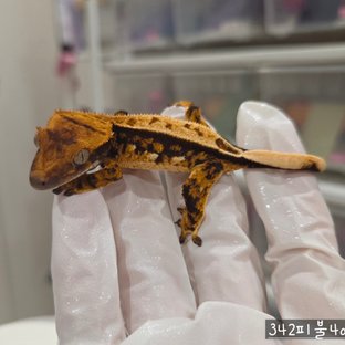 342피불4a