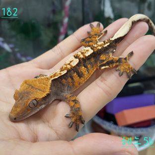 익스트림할리퀸 텐저린