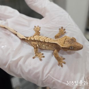 트라이 익스트림할리퀸