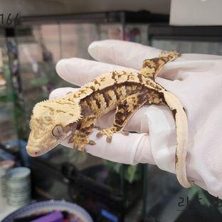 익스트림할리퀸