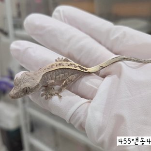 455앤송4a
