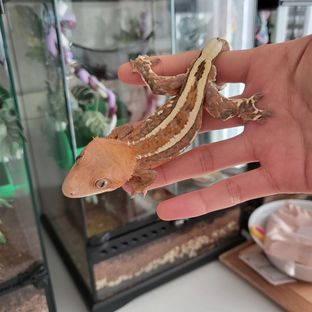 카푸치노 텐저린 핀스트라이프