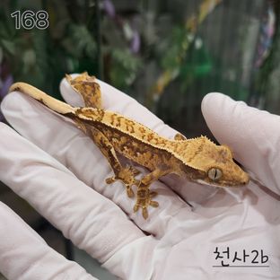 트라이 익스트림할리퀸 핀스트라이프