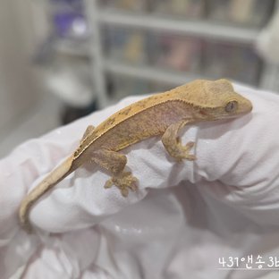 431앤송3b