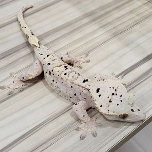 달마시안 슈퍼달마시안