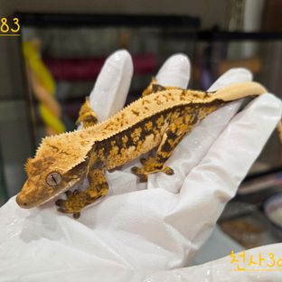 트라이 익스트림할리퀸 핀스트라이프