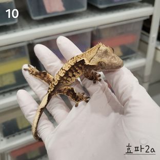 효x파2a