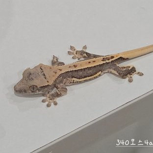 릴리100%헷아잔틱