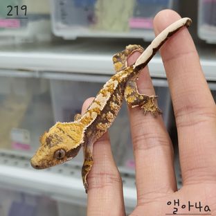 트라이 익스트림할리퀸