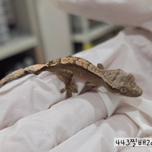 443찔배2a