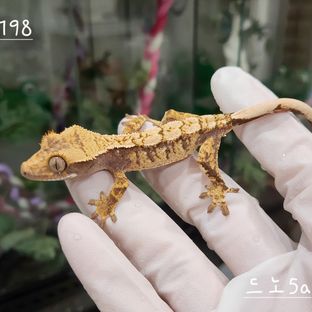 드리피 트라이 익스트림할리퀸