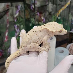 레드 달마시안 슈퍼달마시안