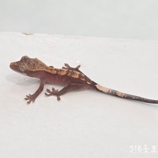 518송포2b