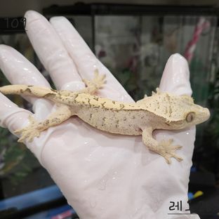 크림시클