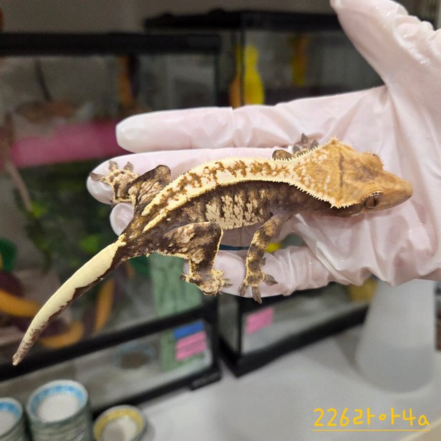 카푸치노 화이트핀