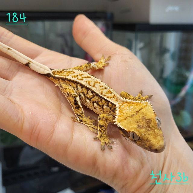 트라이 익스트림할리퀸 핀스트라이프