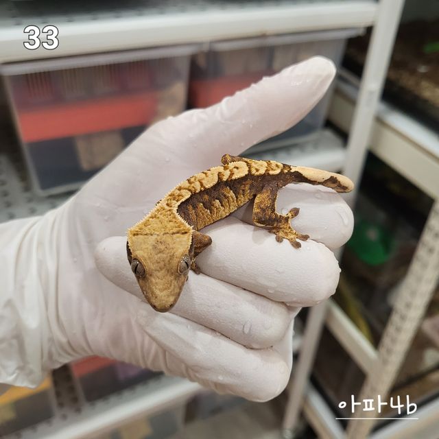 노멀 익스트림할리퀸