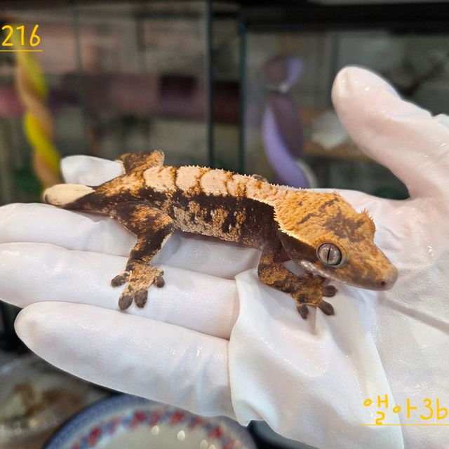 트라이 익스트림할리퀸