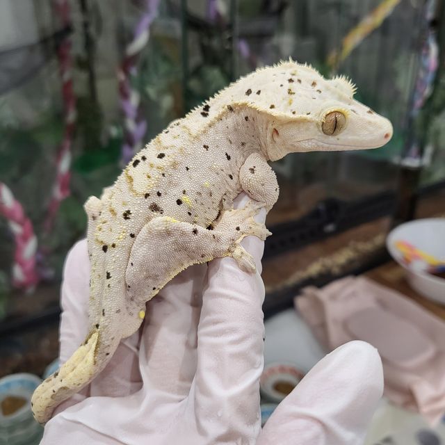 달마시안 슈퍼달마시안
