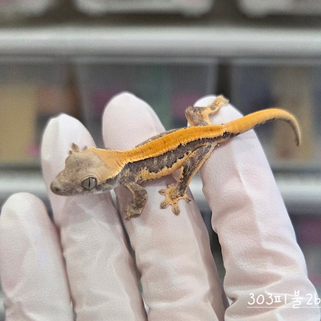 릴리화이트 솔리드백