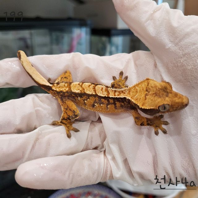 익스트림할리퀸 텐저린