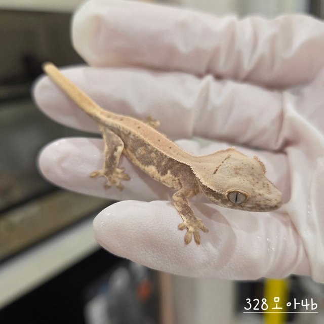 릴리100%헷아잔틱